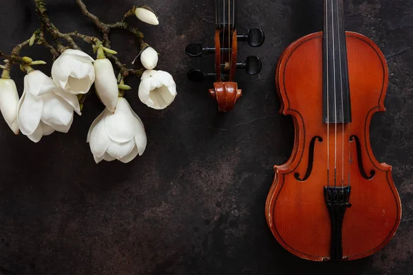 Two Old violins and blossoming magnolia brances. Top view, close — Stock Photo, Image