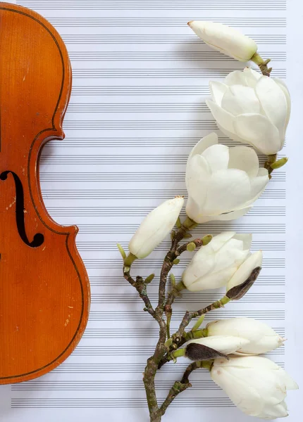 Old violin and blossoming magnolia brances on the white note pa — Stock Photo, Image