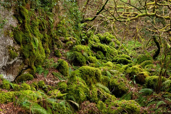 Mystical Woods, Natural green moss in the wild rain forest.  Nat — Stock Photo, Image