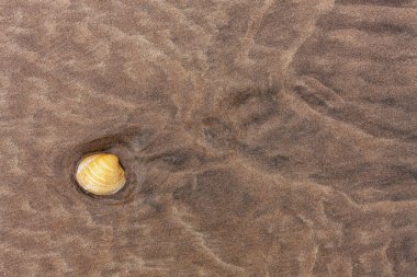Islak kum arka plan dokusu üzerinde tek deniz kabuğu  