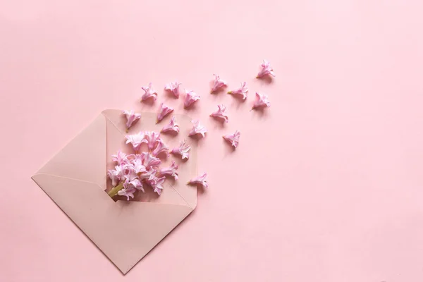 Różowy Hiacynt w różowej kopercie na różowym tle papieru — Zdjęcie stockowe