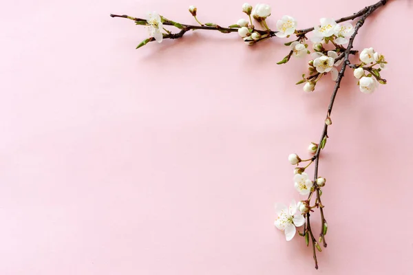 Fechar de Ramo de cereja florescente — Fotografia de Stock