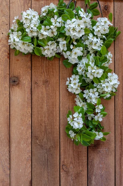 Foto de cerca de Hermosas ramas de peral floreciente blanca  . — Foto de Stock