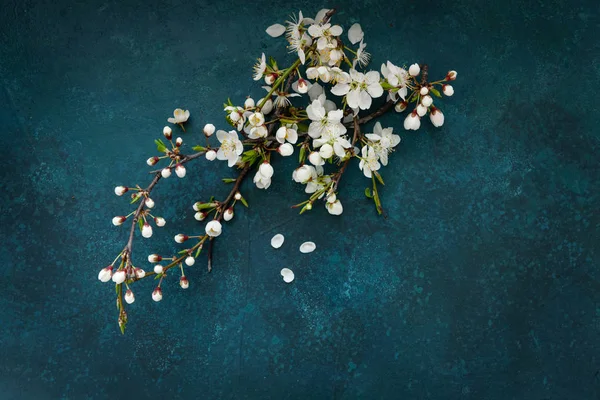 Zbliżenie zdjęcie z Beautiful White kwitnące wiśniowe gałęzie drzewa — Zdjęcie stockowe