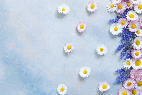 ヒナギクとムスカリの花柄フレーム — ストック写真