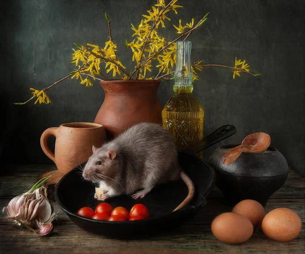 Roztomilá šedá krysa pojídaná sýrem v litinové pánvi s tomatoe — Stock fotografie