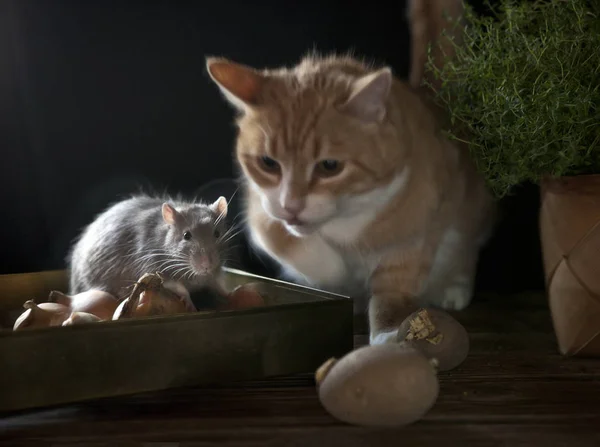 Red cat hunts a cute little gray mouse that sits in a box with o — Stock Photo, Image