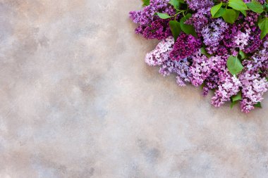 Arka taze kokulu pembe ve mor leylak çiçekleryakın