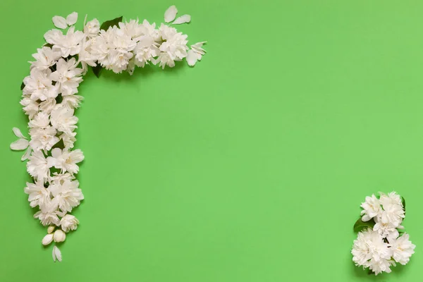Foto da vicino di bellissimi fiori di gelsomino cornice su carta verde — Foto Stock