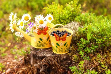 Güzel taze yaban mersini ve papatyalar kütük üzerinde kova 