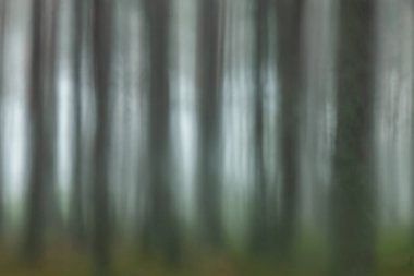 Mistik Woods, vahşi yağmur ormanlarında doğal yeşil yosun.