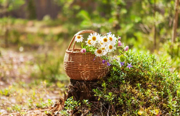 Piękne stokrotki w koszyku na Stump w letnim lesie. — Zdjęcie stockowe