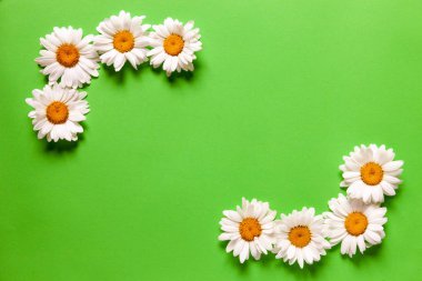 Yeşil kağıt arka plan üzerinde Chamomiles