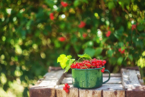 Corinto vermelho fresco bonito na xícara na caixa de madeira vintage — Fotografia de Stock