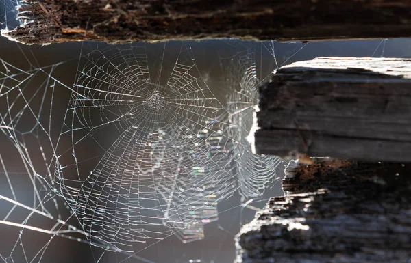 Telaraña o telaraña en pared de fondo de textura de madera vieja — Foto de Stock