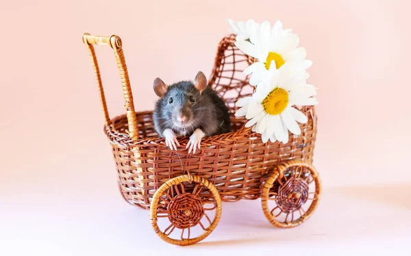 Cute little black rat, mouse sits in toy wicker carriage — Stock Photo, Image