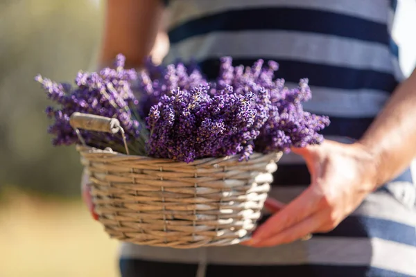 Ramo de lavanda fresca fragante en cesta en las manos de las mujeres — Foto de Stock