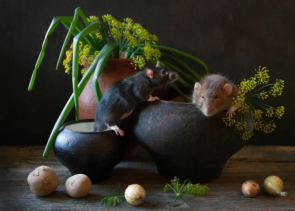 Deux petits rats mignons, souris assise dans des plats vintage — Photo