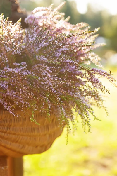 Piękny świeży bukiet kwitnącego lasu wrzosu w koszyku — Zdjęcie stockowe