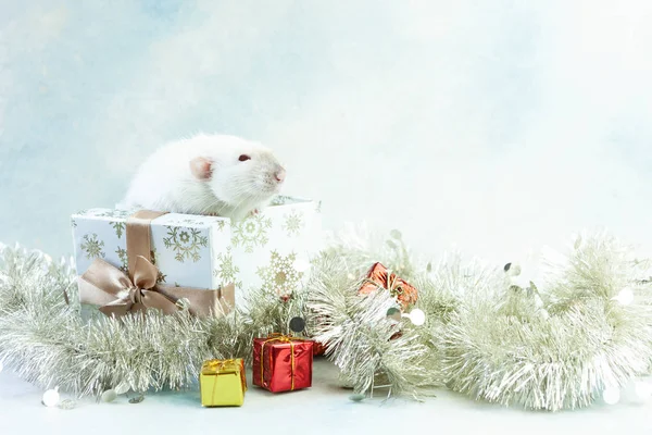 Söt liten vit råtta, sitter musen i festlig presentförpackning. Närvarande — Stockfoto