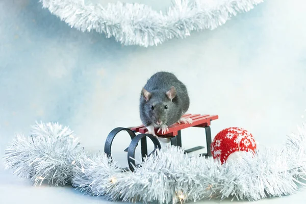 Roztomilá šedá krysa, myš sedící na saních. — Stock fotografie
