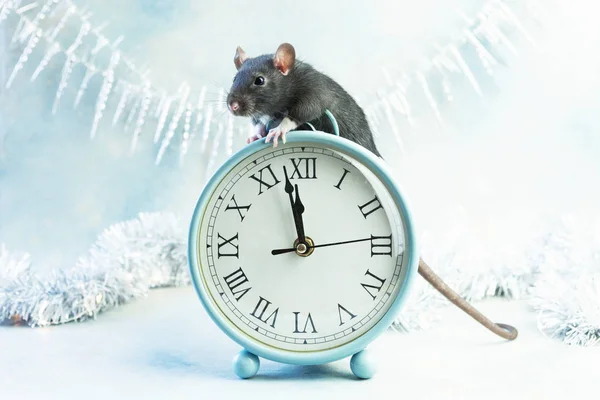 Cute Little Grey Rat Mouse Sits Vintage Clocks Two Minutes — Stock Photo, Image