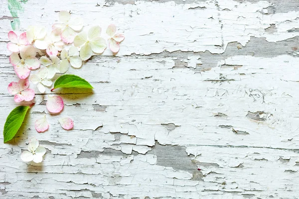 Flores de hortênsia frescas delicadas — Fotografia de Stock