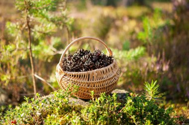 Çam kozalağı dolu bir sepet çam ormanındaki bir kütüğün üzerinde duruyor.. 