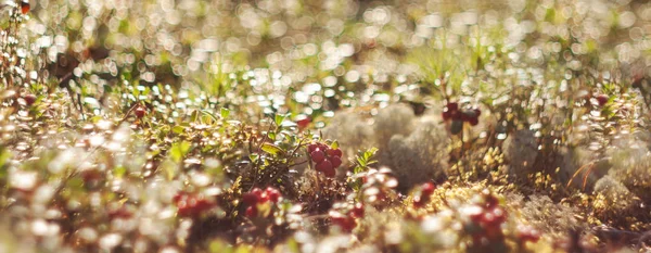Le bacche di mirtillo rosso mature crescono nella foresta nel muschio . — Foto Stock