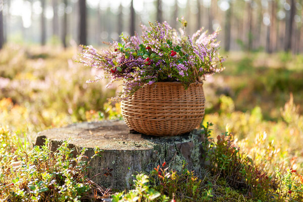 A basket with blooming heather and twigs of lingonberries 