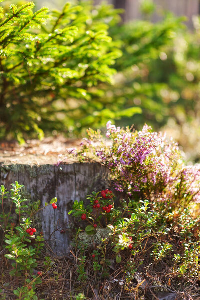 Lingonberry berries and blooming heather grows in a forest 