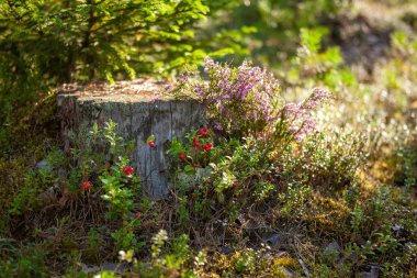 Lingonberry çilek ve çiçeklenme fundalık bir ormanda yetişir 