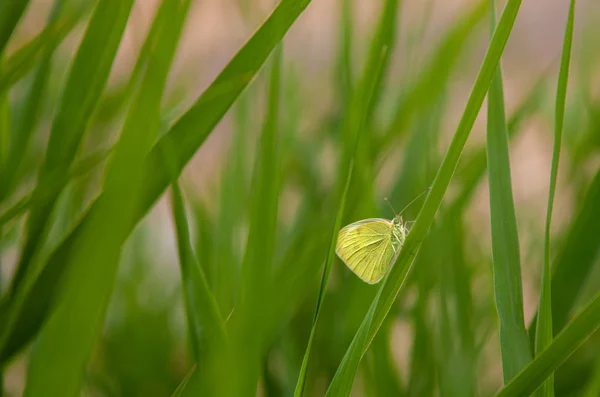 Common Brimston (Gonepteryx rhamni)  Butterfly  sits in the gras — Stock Photo, Image
