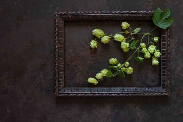 Hops plant.  Autumn concept. Top view, close up — Stock Photo, Image