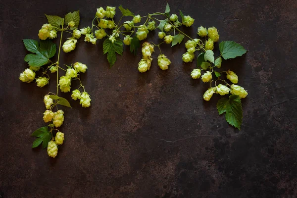 Hops plant.  Autumn concept. Top view, close up — Stock Photo, Image