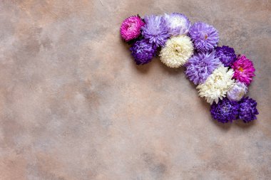 Güzel renkli sonbahar çiçekleri asters. Sonbahar konsepti