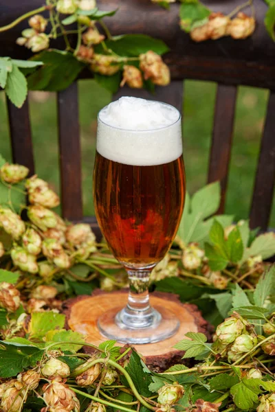 户外木椅上的新鲜啤酒和啤酒花植物 啤酒节的概念 啤酒节 — 图库照片