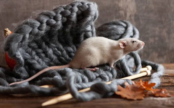 Cute little grey rat, mouse sitting on a knitting. Still life — Stock Photo, Image