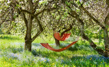 Beautiful landscape with two  red hammocks in the spring garden with blooming apple trees, sunny day. Concept for relaxation, rural tourism. Selective focus