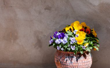 Parlak yaz çiçekleri olan seramik tencereler eski bir duvarın arkasında duran hanım evlatlarıdır. Açık hava.