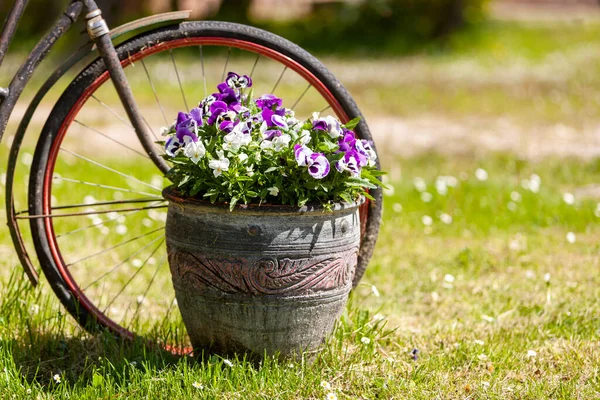 Pentola Ceramica Con Fiori Estivi Vivaci Viole Del Pensiero Accanto — Foto Stock