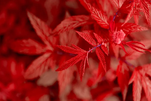 Dışarıdaki Çalıların Kırmızı Yaprakları Doğal Çiçek Geçmişi Var Seçici Odak — Stok fotoğraf