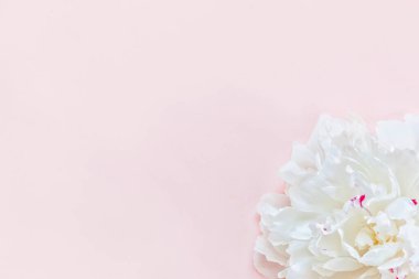 Pembe pastel arka planda beyaz şakayık çiçeğine yakın plan.