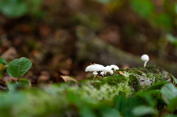 Porcelain Fungus Oudemansiella Mucida Fruiting Bodies Dead Wood Natural Background — Stock Photo, Image