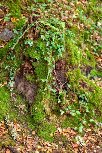 Old Tree Stump Forest Entwined Curly Ivy Shallow Depth Field — Stock Photo, Image
