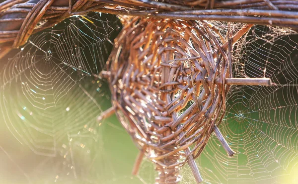 Toile Araignée Autour Motif Sous Forme Cercle Brindilles Saule Spider — Photo