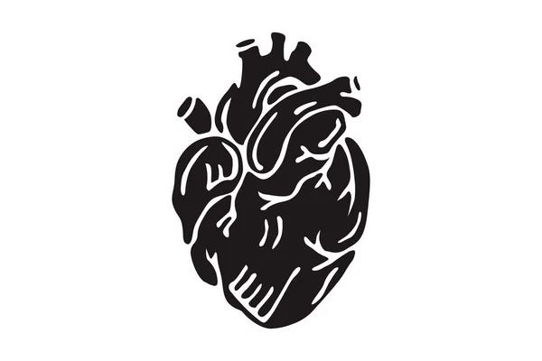 Realistic Human Heart Illustration — Stock Vector