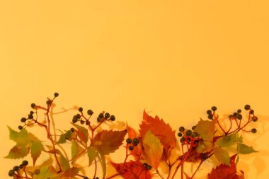 Üst kısmında parlak güzel çiçekler yaprakları ve çilek Sonbahar arka plan. Metin için alan.