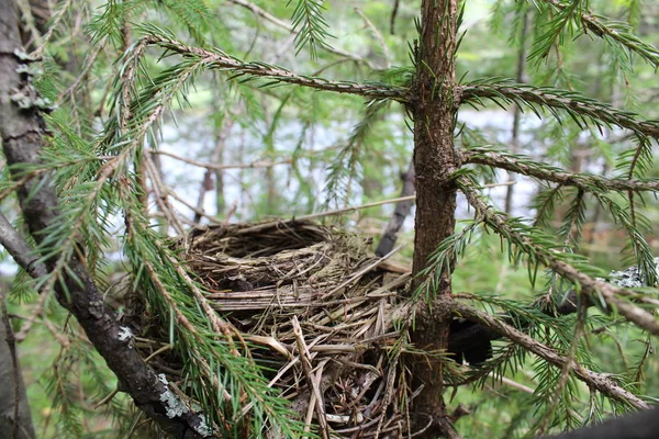 Nest made by a bird in the forest from branches./Birds before the birth of the Chicks and nest.They bring flowers and weave nests on the branches of trees for future offspring.