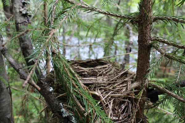 Ninho Feito Por Pássaro Floresta Partir Galhos Pássaros Antes Nascimento — Fotografia de Stock